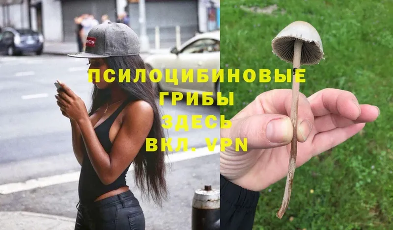 Галлюциногенные грибы Psilocybe  как найти закладки  Вязьма 